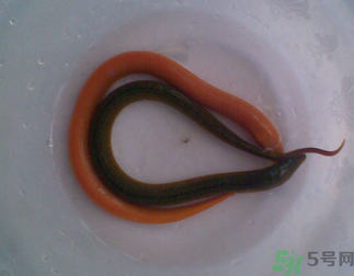 活黃鱔可以放冰箱嗎？活黃鱔能放冰箱嗎？