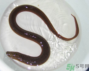 死黃鱔能吃嗎？黃鱔死了還能吃嗎？