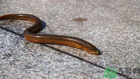 野生黃鱔多少錢一斤？野生黃鱔怎么辨別？