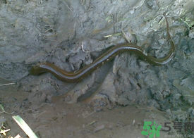 野生黃鱔多少錢一斤？野生黃鱔怎么辨別？