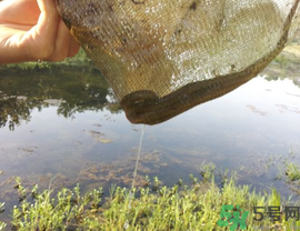 野生黃鱔多少錢一斤？野生黃鱔怎么辨別？