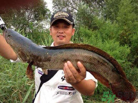 十月份黑魚好釣嗎？十月份怎么釣黑魚？