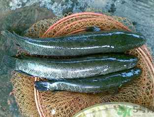 秋天可以釣黑魚嗎？秋天黑魚在什么地方？