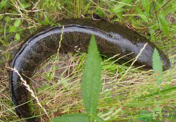 秋天可以釣黑魚嗎？秋天黑魚在什么地方？