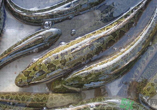 秋天可以釣黑魚嗎？秋天黑魚在什么地方？