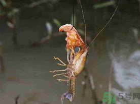 秋天可以釣龍蝦嗎？幾月份可以釣龍蝦？