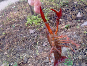 秋天可以釣龍蝦嗎？幾月份可以釣龍蝦？