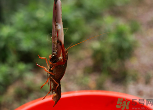 秋天可以釣龍蝦嗎？幾月份可以釣龍蝦？