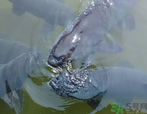 十月份釣青魚好釣嗎？釣青魚什么時間最好？