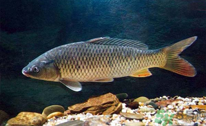 十月份釣青魚好釣嗎？釣青魚什么時間最好？