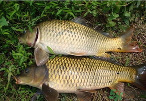 水庫釣魚用什么餌料？水庫釣魚用什么商品餌？