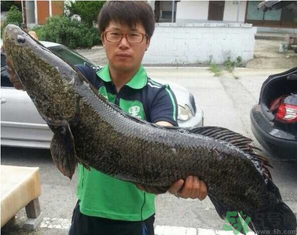 秋季釣黑魚用什么魚餌？秋天釣黑魚用什么餌？