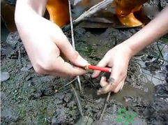 秋季可以釣黃鱔嗎？黃鱔怎么釣？