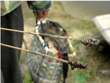 秋季可以釣黃鱔嗎？黃鱔怎么釣？