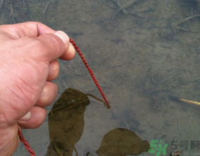 秋季可以釣黃鱔嗎？黃鱔怎么釣？