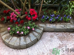 10月份可以種什么花?10月份種花好嗎 10月份可以種什么花?10月份種花好嗎