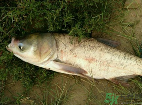 白鰱多少錢一斤？白鰱為什么便宜？