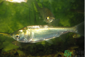 白鰱多少錢一斤？白鰱為什么便宜？