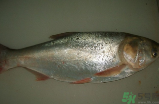 白鰱多少錢一斤？白鰱為什么便宜？