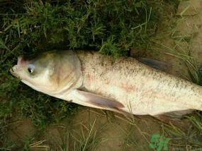 花鰱多少錢(qián)一斤？野生花鰱多少錢(qián)一斤？