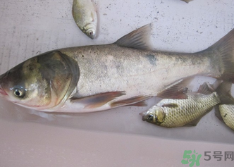 花鰱多少錢(qián)一斤？野生花鰱多少錢(qián)一斤？