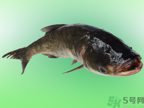 花鰱多少錢(qián)一斤？野生花鰱多少錢(qián)一斤？