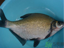 鳊魚(yú)多少錢(qián)一斤？野生鳊魚(yú)多少錢(qián)一斤？