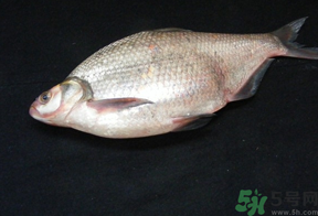 鳊魚(yú)多少錢(qián)一斤？野生鳊魚(yú)多少錢(qián)一斤？