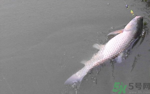 秋天夜釣草魚怎么釣？秋天夜釣草魚技巧