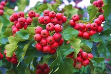 山楂可以回奶嗎?吃多少山楂可以回奶?