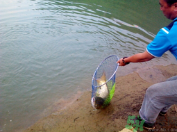 秋天夜釣草魚用什么餌料？秋季夜釣草魚餌料配方