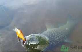 秋天夜釣草魚用什么餌料？秋季夜釣草魚餌料配方