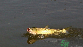 秋天夜釣草魚用什么餌料？秋季夜釣草魚餌料配方