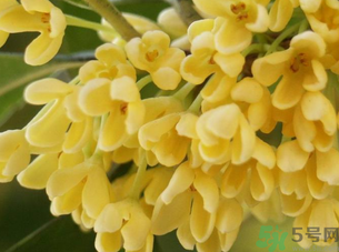 新鮮桂花怎么處理？新鮮桂花怎么保存？