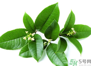 新鮮桂花怎么處理？新鮮桂花怎么保存？