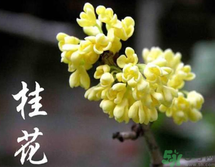 剛摘的桂花怎么處理？桂花摘下來怎么處理？