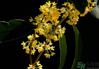 剛摘的桂花怎么處理？桂花摘下來怎么處理？