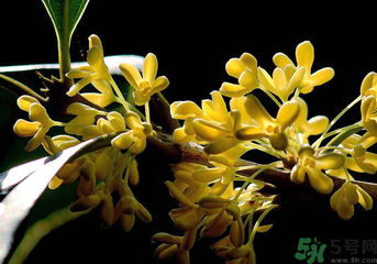 剛摘的桂花怎么處理？桂花摘下來怎么處理？