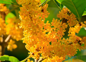 剛摘的桂花怎么清洗？新鮮桂花怎么清洗？