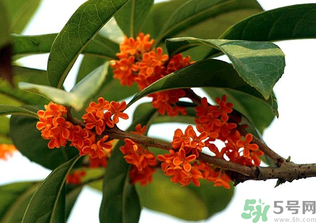 桂花怎么保存？桂花怎么保存香味？