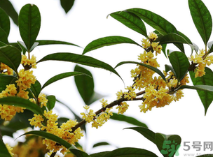 桂花怎么保存？桂花怎么保存香味？