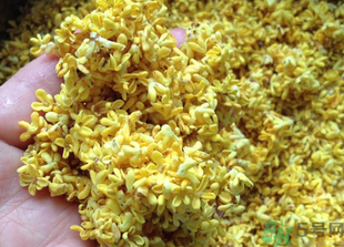 新鮮桂花怎么吃？新鮮桂花的食用方法