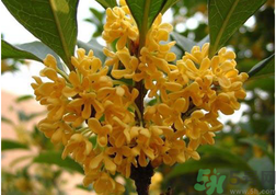 新鮮桂花怎么吃？新鮮桂花的食用方法