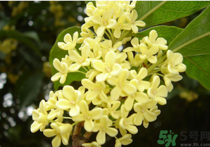 新鮮桂花怎么吃？新鮮桂花的食用方法