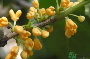 剛摘的桂花能吃嗎？剛摘的桂花可以吃嗎？