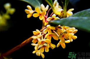 剛摘的桂花能吃嗎？剛摘的桂花可以吃嗎？