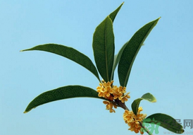 桂花可以做什么？新鮮桂花可以做什么？