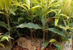 桂花可以做什么？新鮮桂花可以做什么？