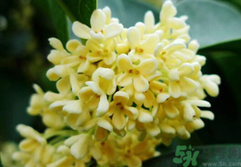 剛摘的桂花有蟲怎么辦？干桂花長蟲怎么辦？