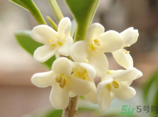 新鮮桂花怎么做干桂花？剛摘的桂花怎么處理成干桂花？